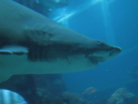 Haai in het New England aquarium (Boston)